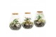 Arrangementen kamerplanten 90682: Terrarium 