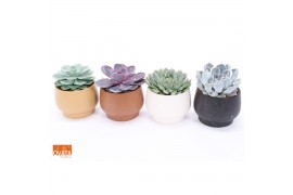 Echeveria mix SuPure® in Delhi pearls