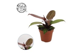 Philodendron cherry red