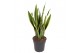 Sansevieria trifasciata laurentii 
