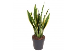 Sansevieria trifasciata laurentii