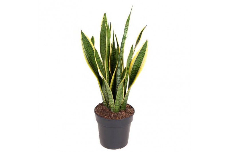 Sansevieria trifasciata laurentii 