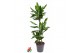 Dracaena fragr. janet lind 60-30-15 