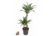 Dracaena fragr. der. ulises 45-15 