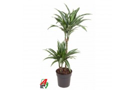 Dracaena fragr. der. ulises 45-15