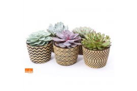 Echeveria mix pearls - in Cancun