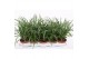 Liriope spicata 