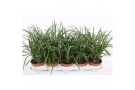 Liriope spicata