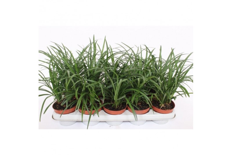 Liriope spicata 