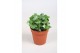 Hedera helix wonder 7pp - 5-8cm Rank 