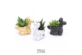 Succulenten TRULY Haworthia Gasteria, Balloon dog 1 pp