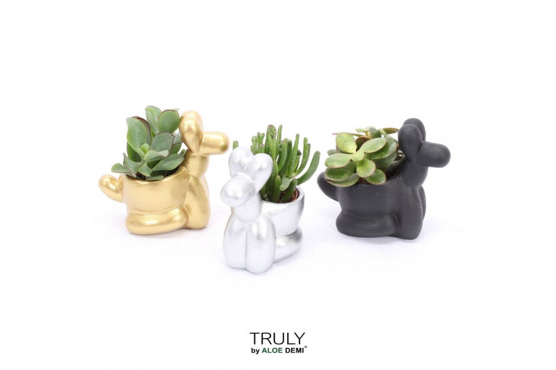 Succulenten TRULY Crassula, Balloon dog 1 pp 