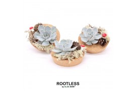 Arrangementen succulenten ROOTLESS Autumn Cork bowl
