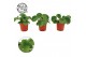 Pilea peperomioides 