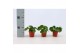 Pilea peperomioides 