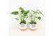 Monstera deliciosa in milou keramiek 