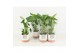 Monstera deliciosa in milou keramiek 
