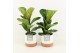 Ficus lyrata in milou keramiek 