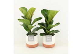 Ficus lyrata in milou keramiek
