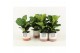 Ficus lyrata in milou keramiek 