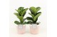 Ficus lyrata in terracotta pot 