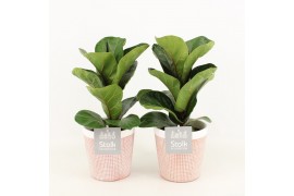 Ficus lyrata in terracotta pot