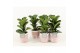 Ficus lyrata in terracotta pot 