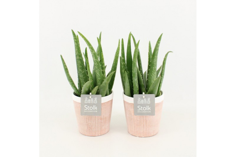 Aloe vera in terracotta pot 