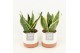 Sansevieria trifasciata futura superba in milou keramiek 