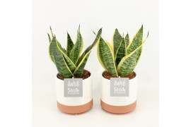 Sansevieria trifasciata futura superba in milou keramiek