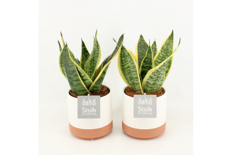 Sansevieria trifasciata futura superba in milou keramiek 