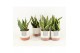 Sansevieria trifasciata futura superba in milou keramiek 