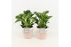 Philodendron in terracotta keramiek 