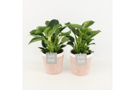 Philodendron in terracotta keramiek
