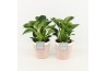 Philodendron in terracotta keramiek