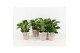 Philodendron in terracotta keramiek 