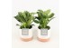 Philodendron in milou keramiek 