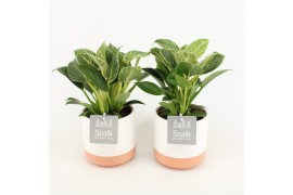 Philodendron in milou keramiek