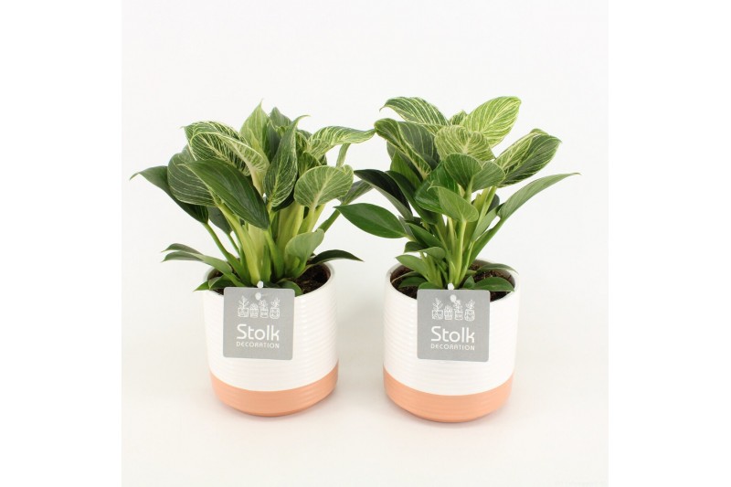 Philodendron in milou keramiek 