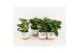 Philodendron in milou keramiek 