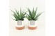 Aloe arborescens in milou keramiek 