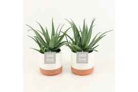 Aloe arborescens in milou keramiek