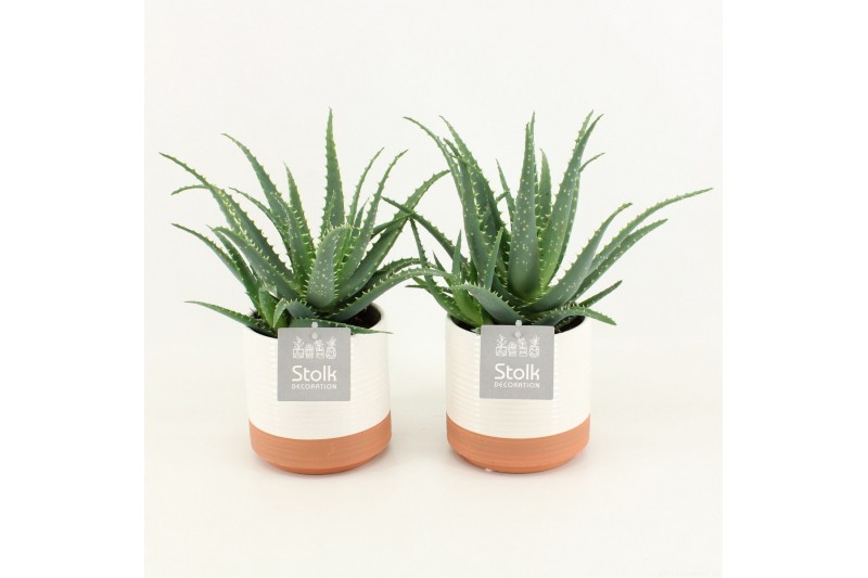 Aloe arborescens in milou keramiek 