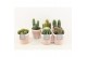 Cactus mix 6 soorten in terracotta keramiek 