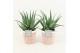 Aloe arborescens in pure terracotta 