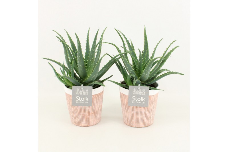 Aloe arborescens in pure terracotta 
