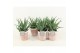 Aloe arborescens in pure terracotta 