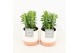 Euphorbia trigona in milou keramiek 