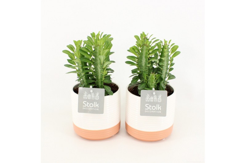 Euphorbia trigona in milou keramiek 