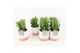 Euphorbia trigona in milou keramiek 